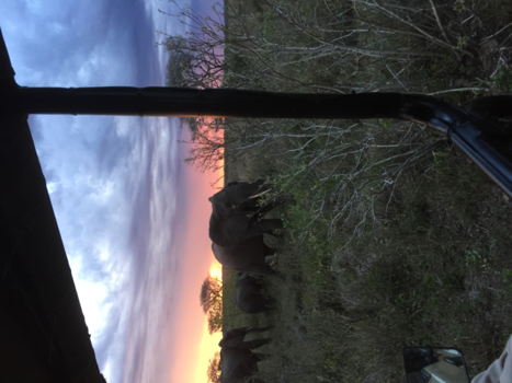 Rondreis Zuid-Afrika in drie weken - Prachtige natuur met olifanten