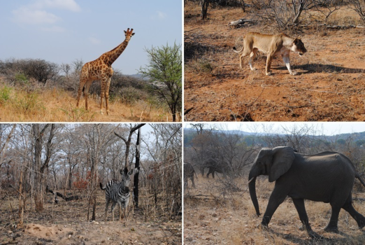 Rondreis Zuid-Afrika in twee weken - Vier van de big 5 persoonlijk gemaakte foto's