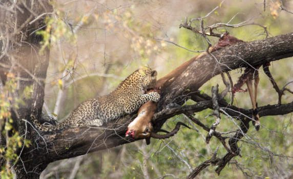 Krugerpark - Luipaard met prooi (Impala)