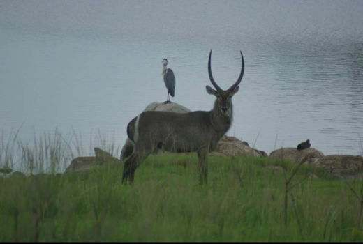 Krugerpark - Perfecte compositie
