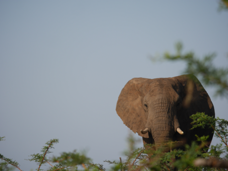 Krugerpark - Do you see me?!