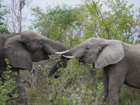 Krugerpark - 1,2,3.. Go!