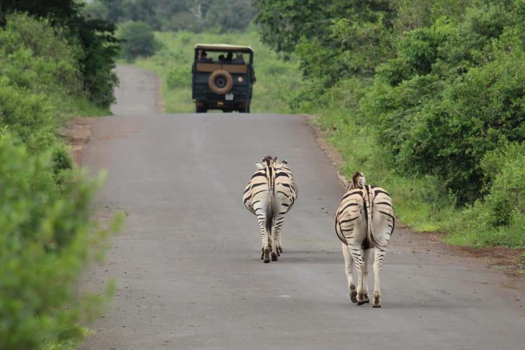 Krugerpark - Zuid Afrika