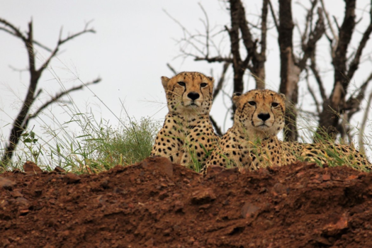 Rondreis van Johannesburg naar Kaapstad - Broers
