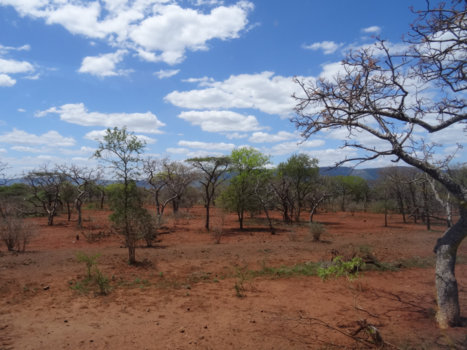 Rondreis Zuid-Afrika in drie weken - Savanne Krugerpark