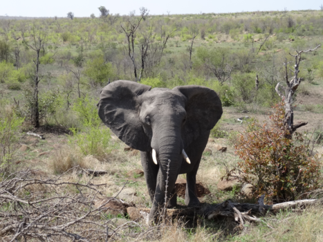 Rondreis Zuid-Afrika in drie weken - Wildlife is geweldig