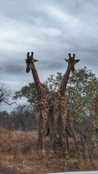 Krugerpark - Gespiegeld giraffe