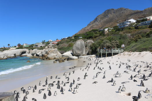 Boulders Beach - Zwartvoet Pinguins