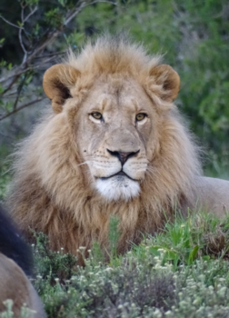 Rondreis van Johannesburg naar Kaapstad - Game drive kariega privé reservaat