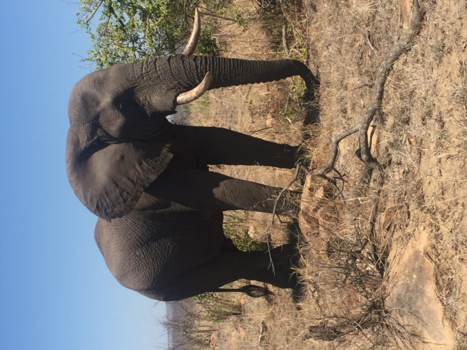 Rondreis van Johannesburg naar Kaapstad - Kruger zuid Afrika