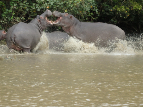 Rondreis van Johannesburg naar Kaapstad - Vechtende nijlpaarden!