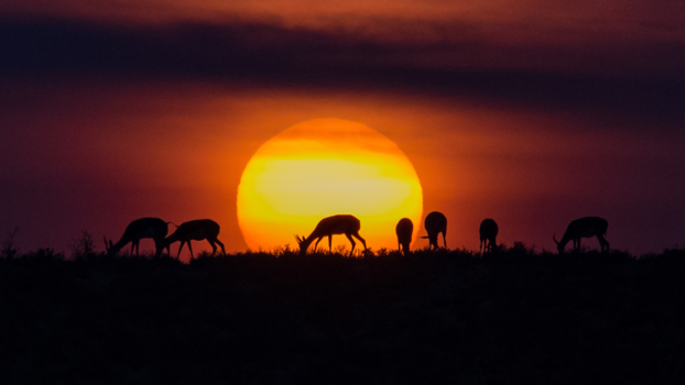 Rondreis Zuid-Afrika in drie weken - Springboks bij zonsopgang in de Kalahari