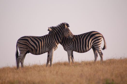 Rondreis Zuid-Afrika in drie weken - liefde