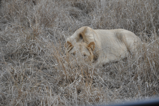 Rondreis Zuid-Afrika in drie weken - oogcontact met een wilde leeuw