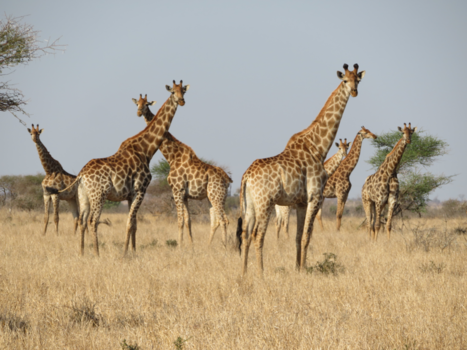 Krugerpark - Curiosity