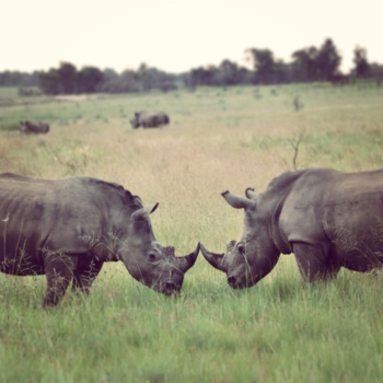 Rondreis Zuid-Afrika in drie weken - Do you like me??