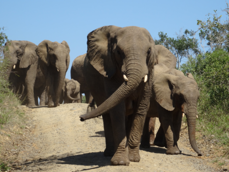 Rondreis van Johannesburg naar Kaapstad - Elephants over the edge