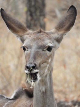 Krugerpark - Ik heb gewoon honger...
