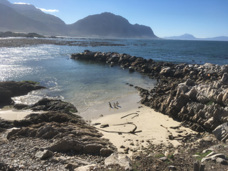 Rondreis van Johannesburg naar Kaapstad - Betty’s Bay Pinguïn Colony.