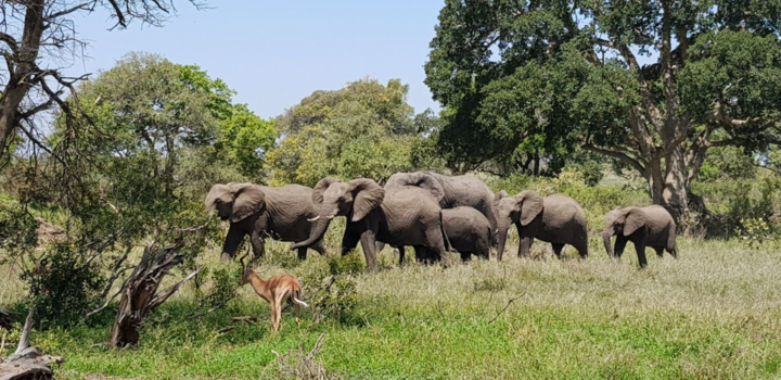 Rondreis Zuid-Afrika in drie weken - Ongelofelijk