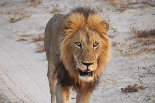 Rondreis Zuid-Afrika in twee weken - Koning van het dierenrijk
