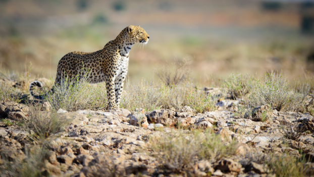 Kgalagadi Transfrontier Park - luipaard op jacht