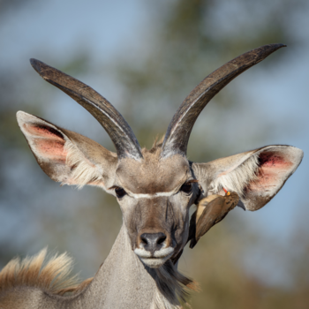 Krugerpark - kudu + oxpecker