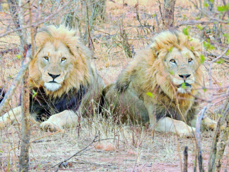 Rondreis Zuid-Afrika in twee weken - Twee broers ( kruger Park)