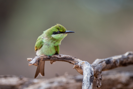 Kgalagadi Transfrontier Park - Swallow-tailled Bee-eater