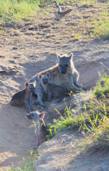 Krugerpark - Hyena