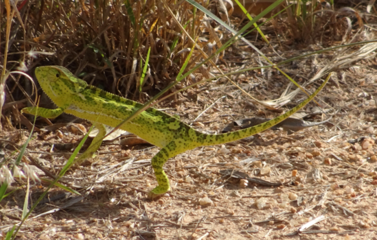Krugerpark - Kameleon
