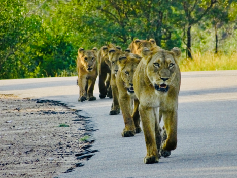 Krugerpark - Lions