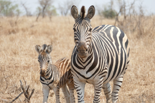 Krugerpark - Moeder leert dochter om voor de kamera te poseren