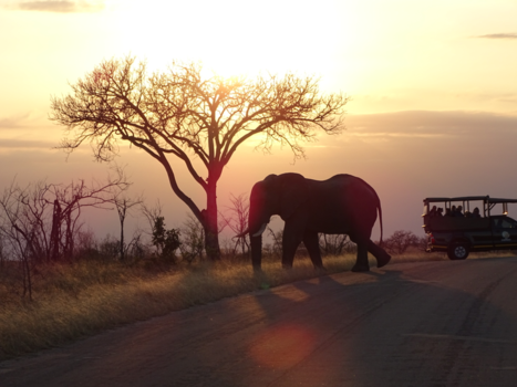 Rondreis Zuid-Afrika in twee weken - Zonsopkomst krugerpark