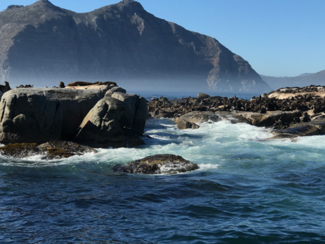 Rondreis van Johannesburg naar Kaapstad - Zeehonden spotten Kaapstad