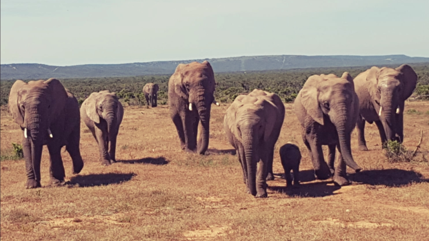 Addo Elephant National Park - Welcome to South-Africa........