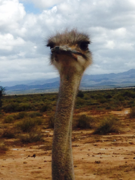 Oudtshoorn - Hello , is ‘t me ..... 😄