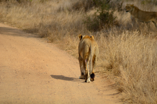 Krugerpark - You never walk alone