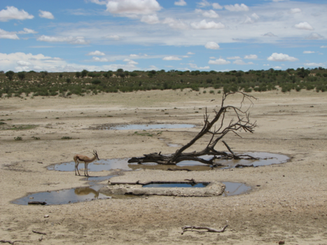 Kgalagadi Transfrontier Park - Een stille en mooie wereld ...