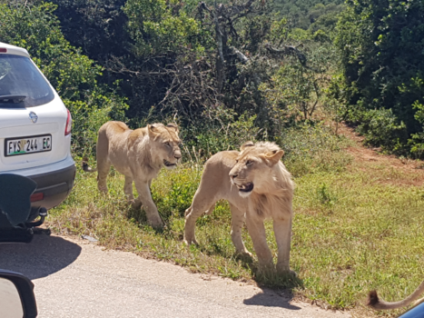 Addo Elephant National Park
