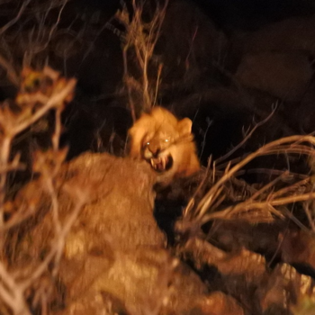 Krugerpark - Leeuw in het kamp