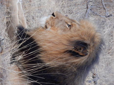 Limpopo - Close-up leeuw in Karongwe National Park