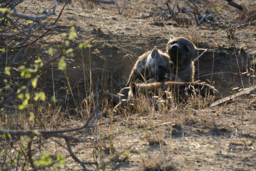 Krugerpark - Heerlijk bij moeders