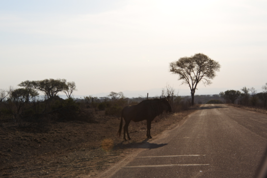 Krugerpark - Waar is het zebrapad?
