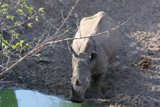 Krugerpark - Oersterk
