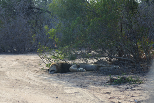 Krugerpark - Laat me slapen