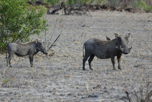 Krugerpark - It's me Pumba!
