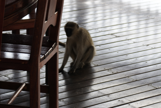 Krugerpark - Nieuwsgierige aap