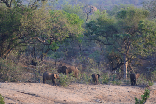 Krugerpark - One big family