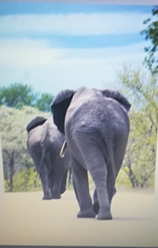 Krugerpark - Dik billen 😍